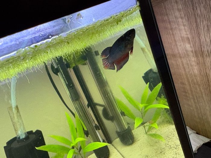 60l fishtank