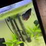 60l fishtank Image 4