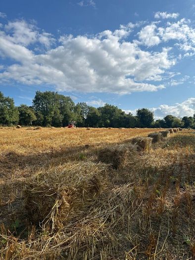Organic Straw Small Squares
