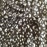 Black/White Dress Image 4