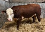 Pedigree Hereford bull
