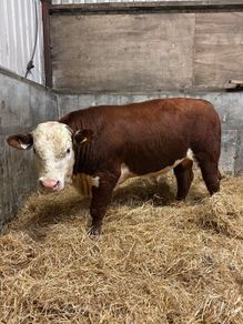 Pedigree Hereford bull