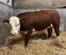 Pedigree Hereford bull