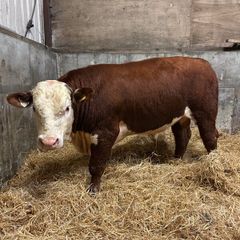 Pedigree Hereford bull