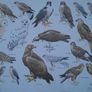 Vintage Bird Charts - Sea Birds, Birds of Prey & Water Birds Image 2