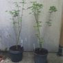 Acer Image 2