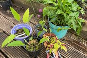 plants