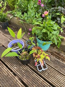 plants