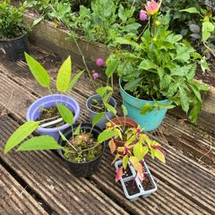 plants
