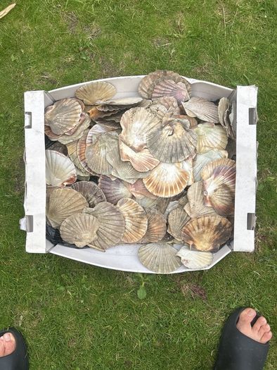 Flat sea shells