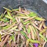 Free sweetpea seeds Image 3