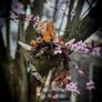 Fantasy Antler Squirrel Headband Costume Cosplay Larp Acorns Dreadwrap Extension Mystical Elf Forest Fairy Image 3