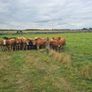 Bullocks Image 7