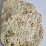 Self Collected 15 Million years old. In Natural Sandstone Image 3