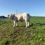 PBR Charolais bulls Image 10