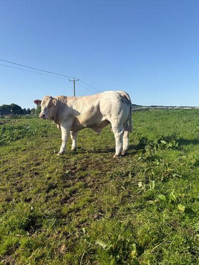 PBR Charolais bulls