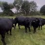 Cattle Image 5