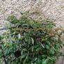 XL evergreen jasmine on metal frame Image 3