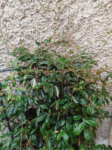 XL evergreen jasmine on metal frame
