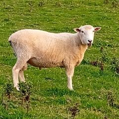 New Zealand Romney Rams