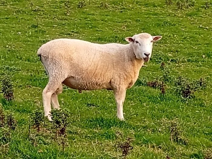 New Zealand Romney Rams