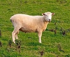 New Zealand Romney Rams