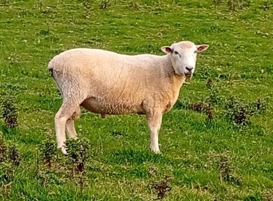 New Zealand Romney Rams