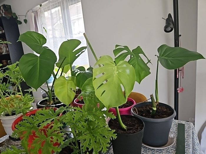 monstera