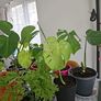 monstera Image 2