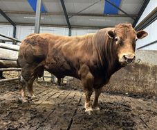 Bull