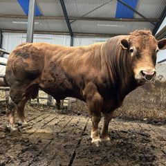 Bull