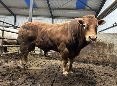 Bull