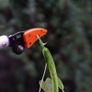 BRAND NEW 1PC 0.6m Long Handle Fruit Picker Image 3