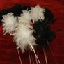 feathers Image 2
