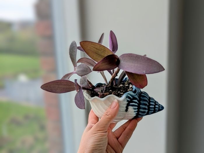 Tradescantia purpurea in cute pot