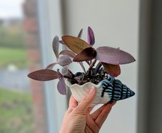 Tradescantia purpurea in cute pot