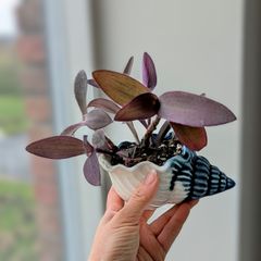 Tradescantia purpurea in cute pot