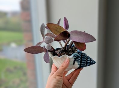Tradescantia purpurea in cute pot