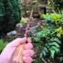 blackthorn walking stick Image 2