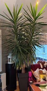 Yuca plant