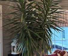 Yuca plant