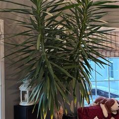 Yuca plant