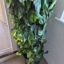 Interior planter Image 2