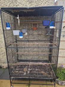 breeding cages with hen canary