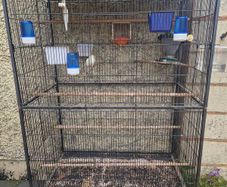 breeding cages with hen canary