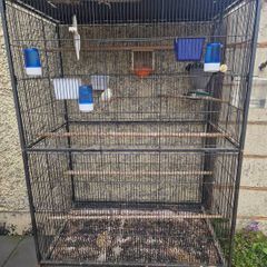 breeding cages with hen canary