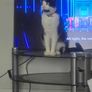 Lovely cat Image 3