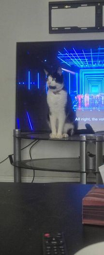 Lovely cat