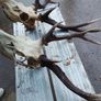 sika antlers Image 3