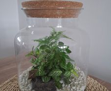 Plant